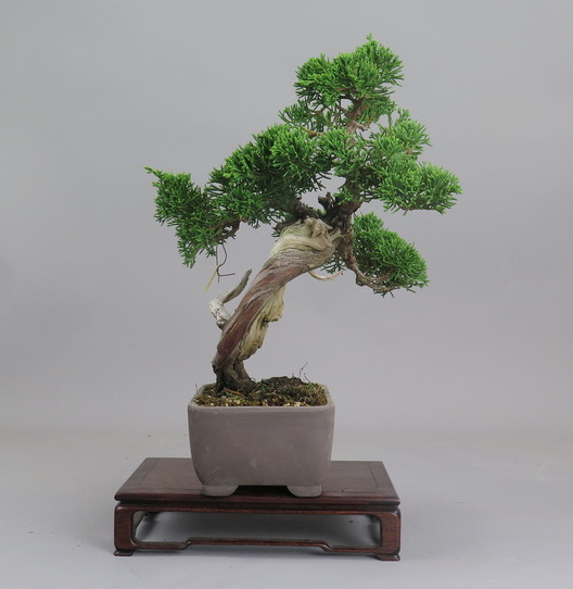 Bonsai de Juniperus chinensis