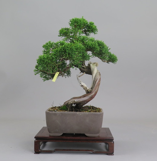 Bonsai de Juniperus chinensis