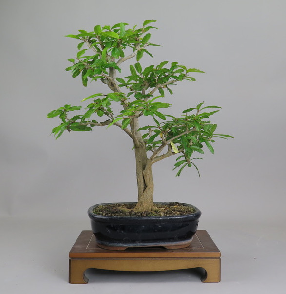 Bonsai de granado