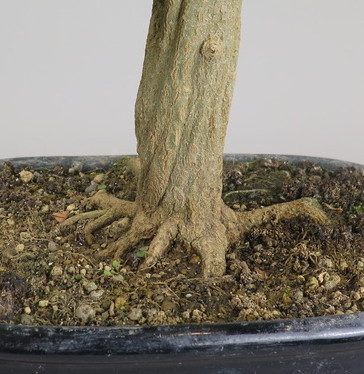Bonsai de granado