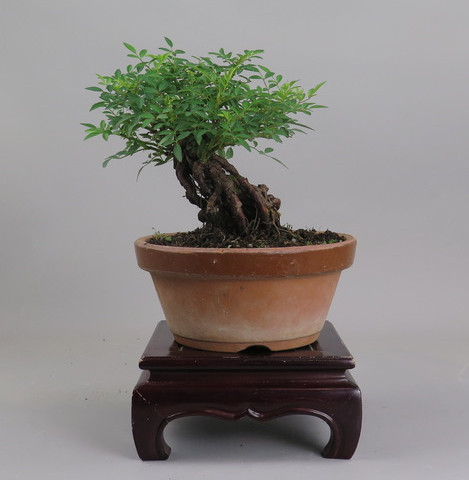 Bonsai de Rosa