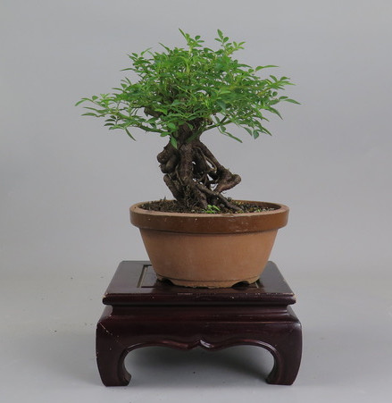 Bonsai de Rosa