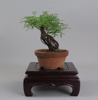 Bonsai de Rosa