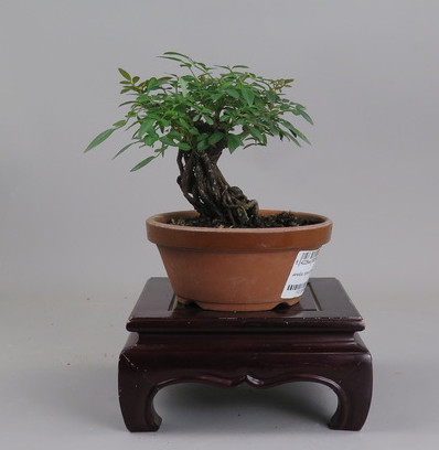 Bonsai de Rosa