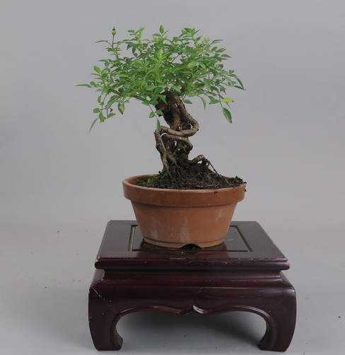 Bonsai de Rosa