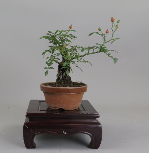 Bonsai de Rosa