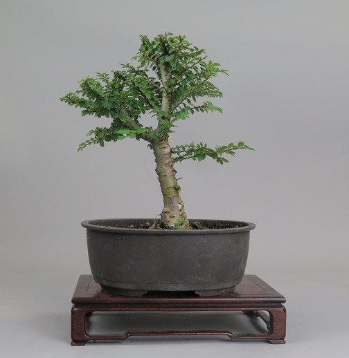 Bonsai de olmo