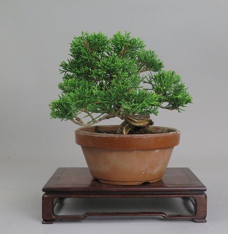 Bonsai de Juniperus chinensis