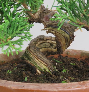 Bonsai de Juniperus chinensis