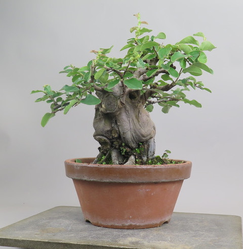 Bonsai de pseudocidonia