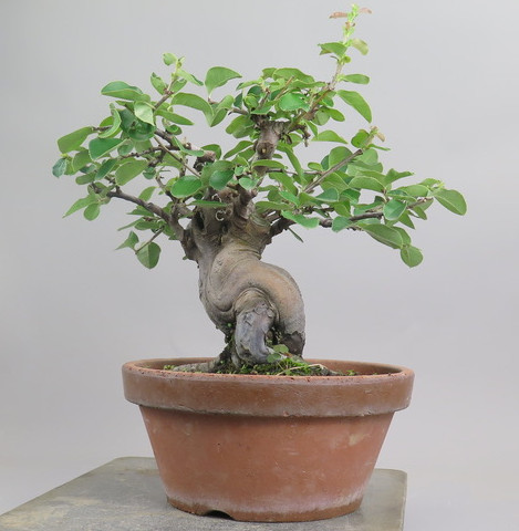 Bonsai de pseudocidonia