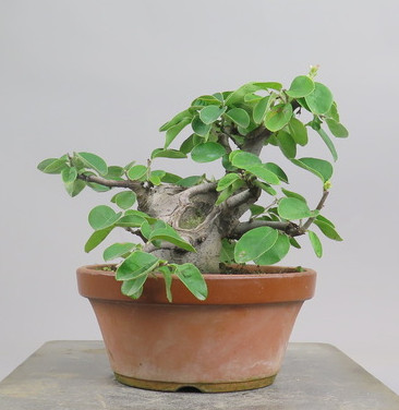 Bonsai de pseudocidonia