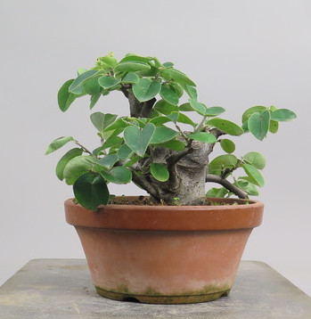 Bonsai de pseudocidonia