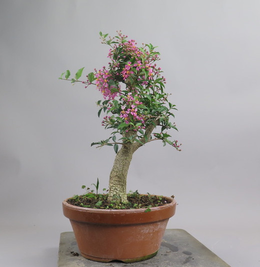 Bonsai de Malphigia