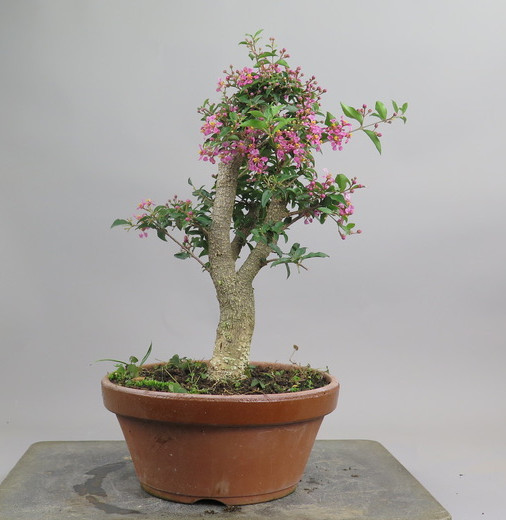 Bonsai de Malphigia