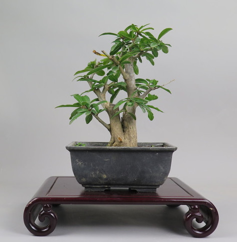Bonsai de granado