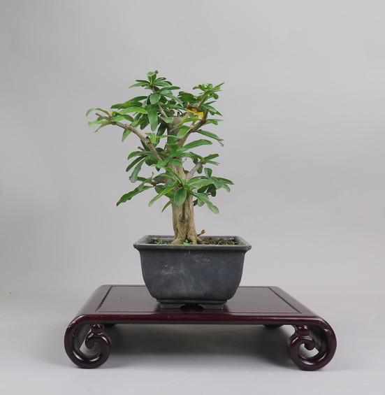 Bonsai de granado