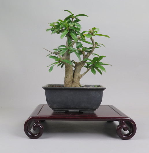 Bonsai de granado