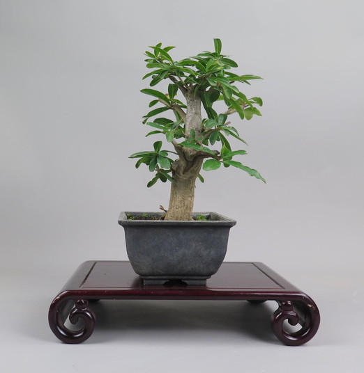 Bonsai de granado