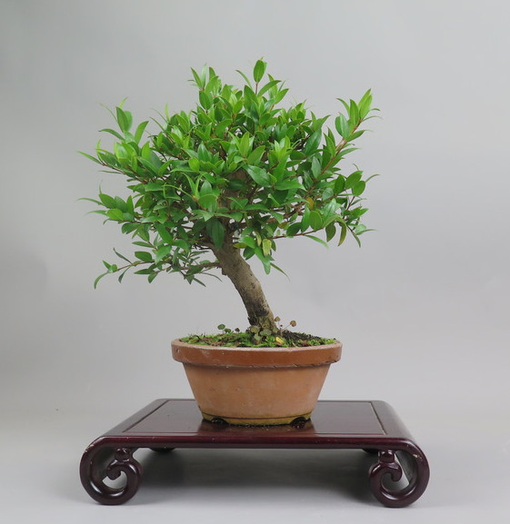 Bonsai de mirto