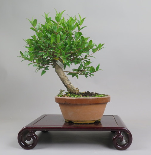Bonsai de mirto