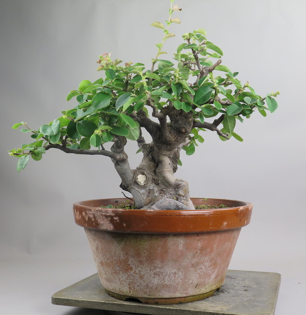 Bonsai de pseudocidonia