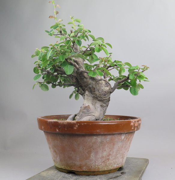 Bonsai de pseudocidonia