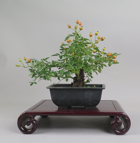 Bonsai de Rosa