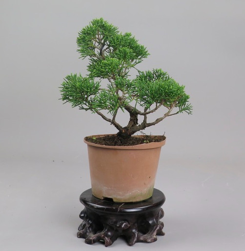 Bonsai de Juniperus chinensis