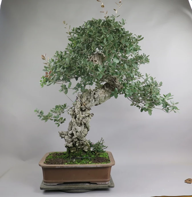 Bonsai de Quercus suber