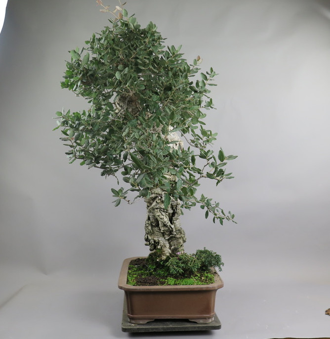 Bonsai de alcornoque