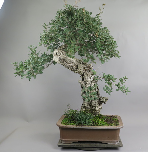 Bonsai de alcornoque