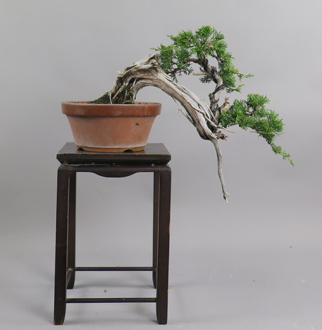 Bonsai de Juniperus chinensis