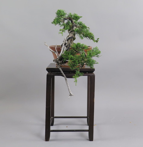 Bonsai de Juniperus chinensis