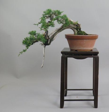Bonsai de Juniperus chinensis