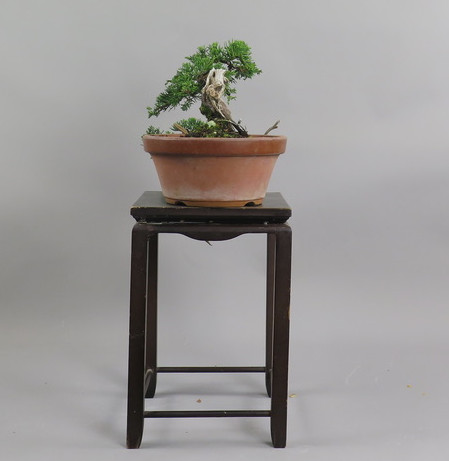 Bonsai de Juniperus chinensis