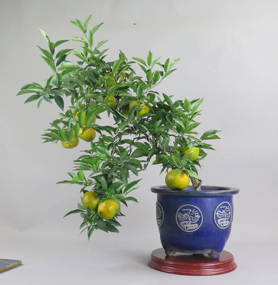 Bonsai de mandarino