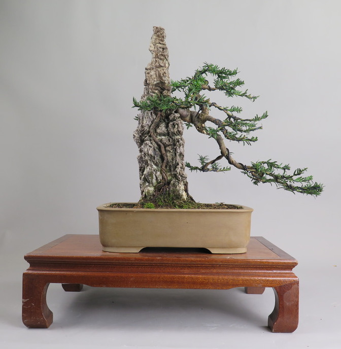 Bonsai de tejo