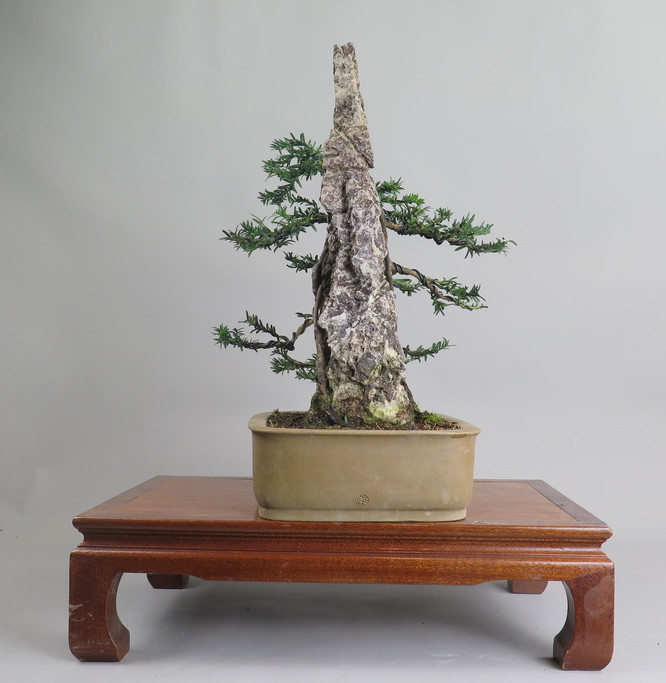Bonsai de tejo