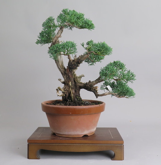 Bonsai de Juniperus chinensis