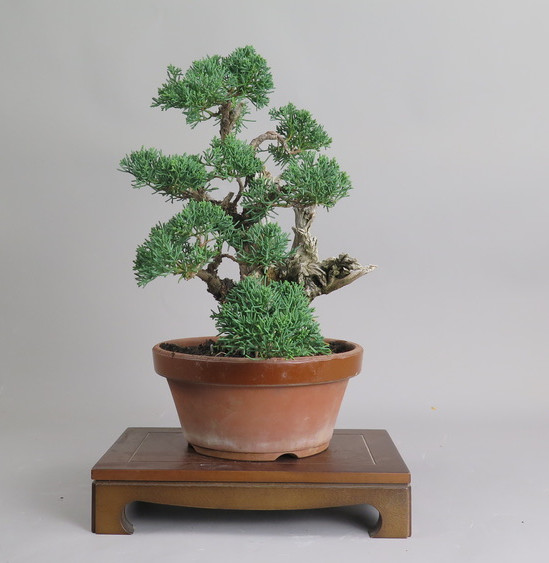 Bonsai de Juniperus chinensis