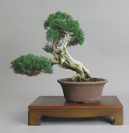 Bonsai de Juniperus chinensis