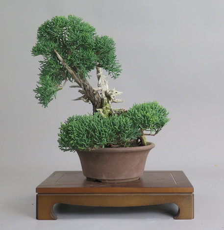 Bonsai de Juniperus chinensis