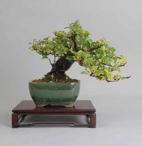 Bonsai de Chaenomeles
