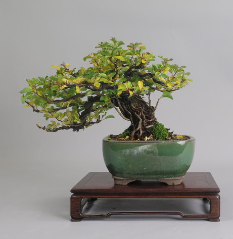 Bonsai de Chaenomeles