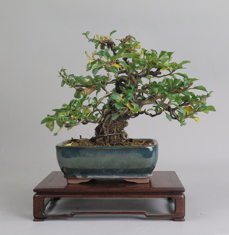 Bonsai de Chaenomeles