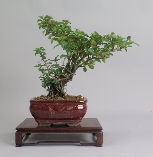 Bonsai de Chaenomeles