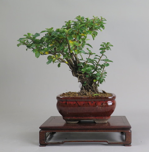 Bonsai de Chaenomeles