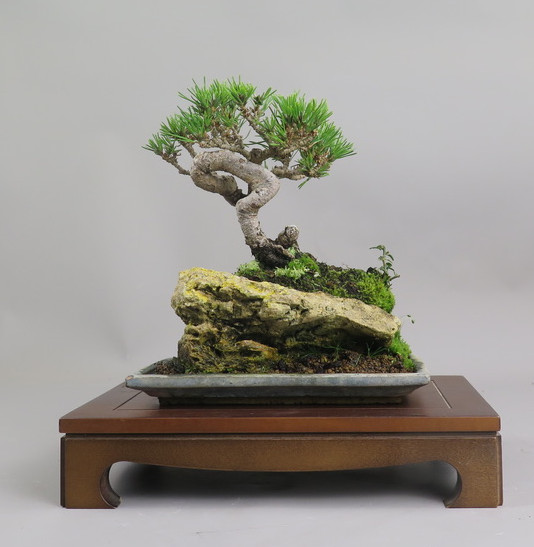 Bonsai de pino