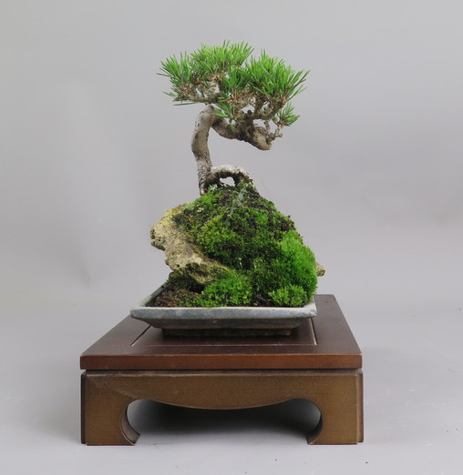 Bonsai de pino